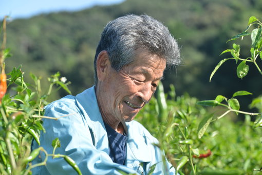 香川本鷹を収穫する高田さん