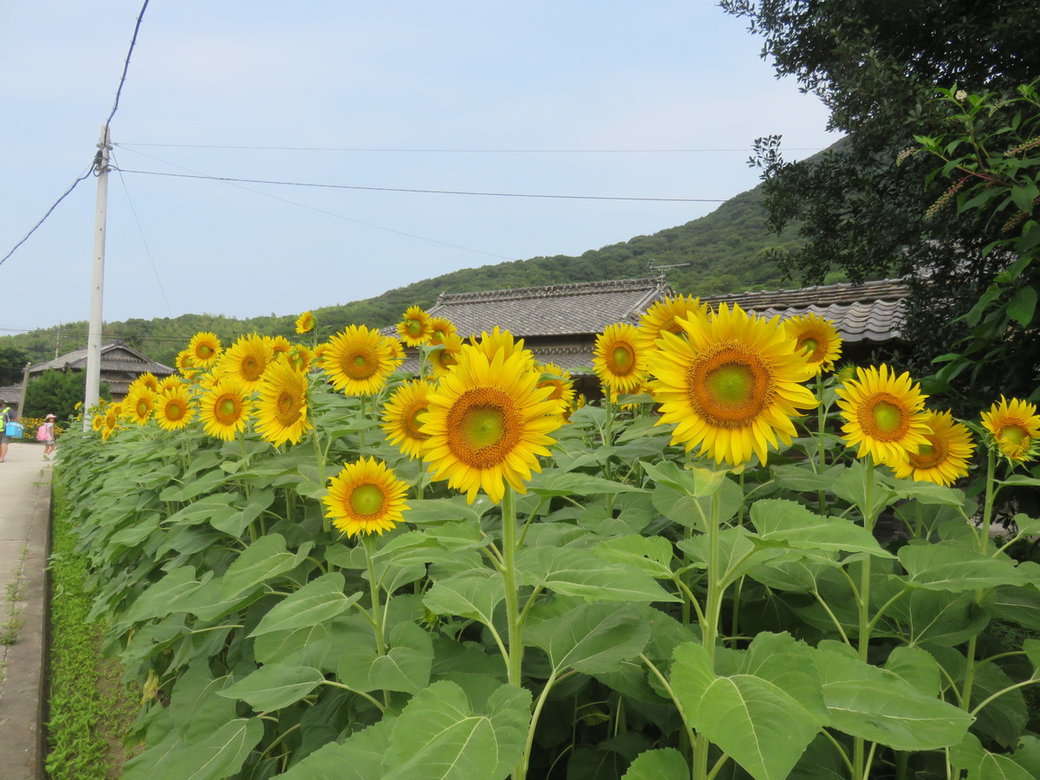 ひまわり畑 島情報 丸亀の塩飽諸島観光 移住情報 まるがめせとうち島旅ノート ひまわり畑 島情報 丸亀の塩飽諸島観光 移住情報 まるがめせとうち島旅ノート